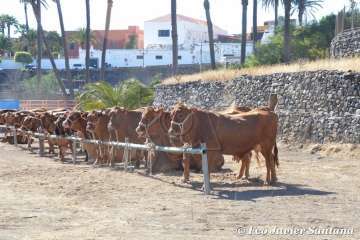 Muestra de ganado de las fiestas del patrono de Telde (Foto  Francisco Javier Santana)